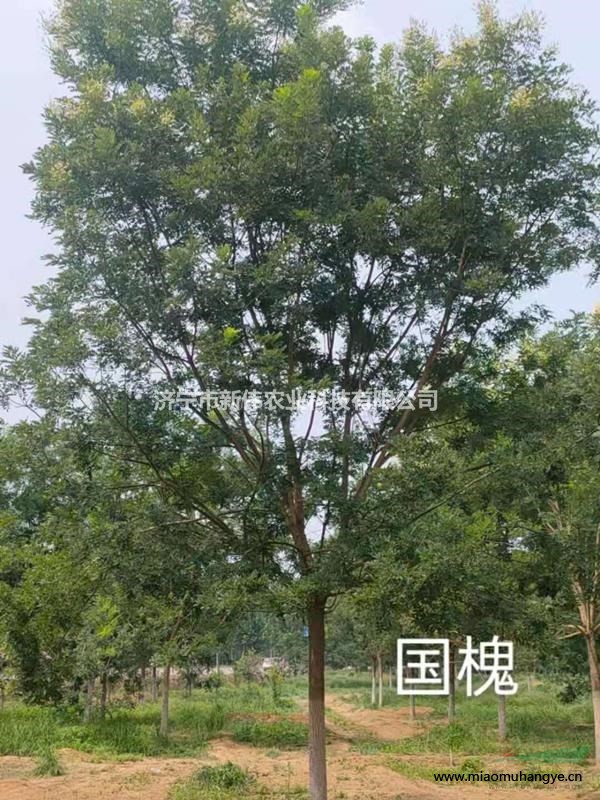 10公分櫻花種植基地