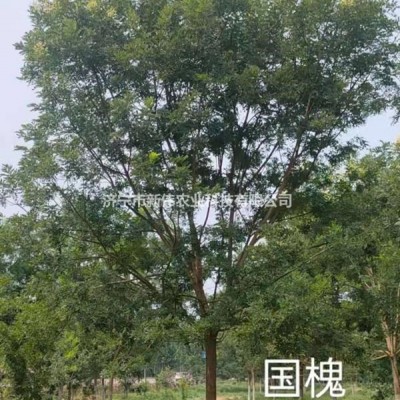 10公分櫻花種植基地