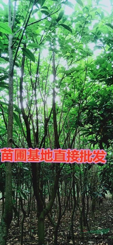 苗圃批發(fā)櫻花樹苗庭院綠化花木工程苗庭院別墅公園觀賞風景樹苗