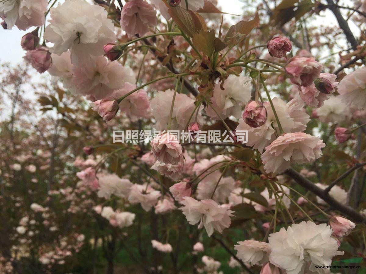 菊枝垂櫻花 菊枝垂櫻花小苗哪里購買 山東菊枝垂櫻花小苗基地