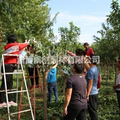 叢生紫薇種植基地火熱直銷-絢麗多彩的夏季觀花樹種