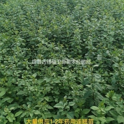 棗樹(shù)苗一畝地種植多少棵?棗樹(shù)苗幾月份種植成活率好？