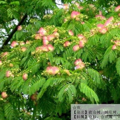 目前小紫薇價(jià)格怎么樣 2-3公分的紫薇價(jià)格咨詢