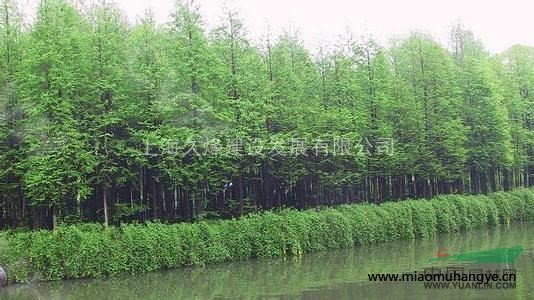 中山杉-中山杉容器苗-中山杉土球苗-中山杉栽培咨詢，上海