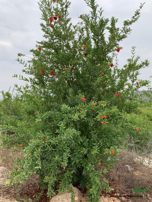 河南洛陽(yáng)川紅紫薇