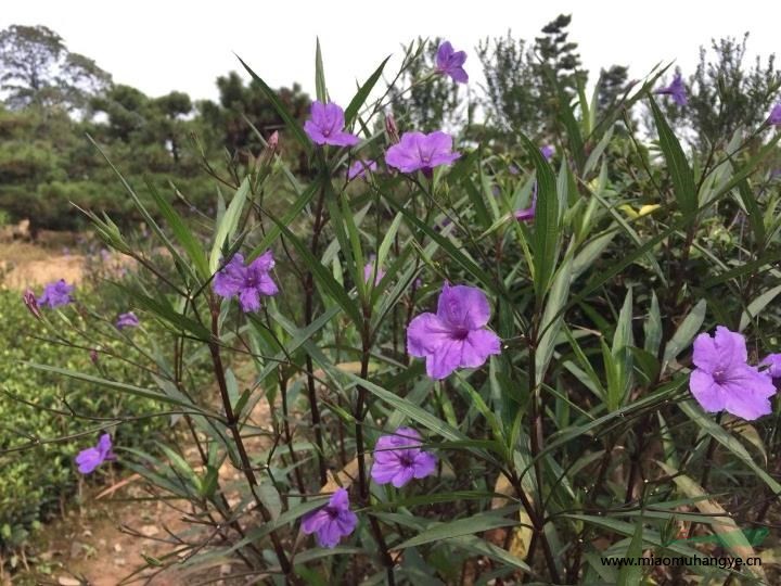 湖南紫薇 紅花紫薇 速生紫薇8公分 9公分 10公分