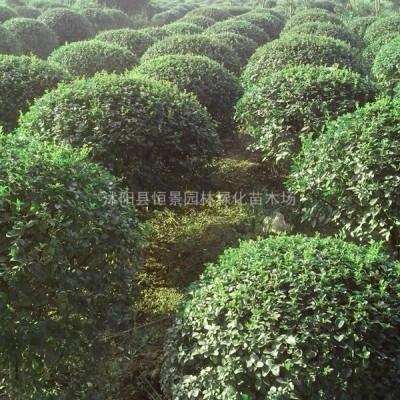 供應(yīng)紫薇_紫薇價(jià)格 紫薇基地