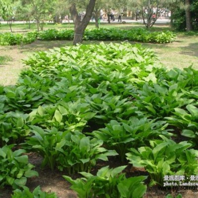 紅葉小檗、小葉女貞、紫荊、紫薇