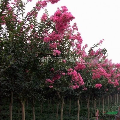 愛妃家紅花紫薇樹苗低價(jià)促銷，樹形美，品種好，無病害，規(guī)格齊