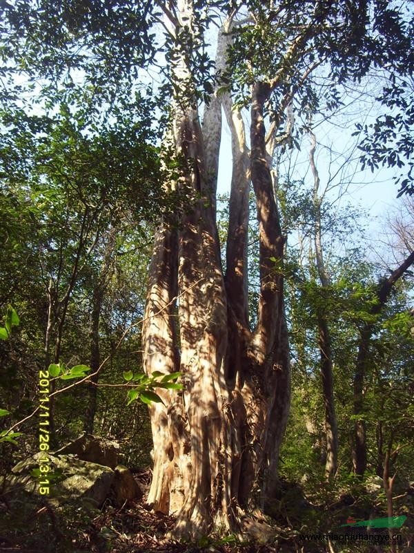 杭州地區(qū)供應(yīng)紫薇樹20CM-80CM