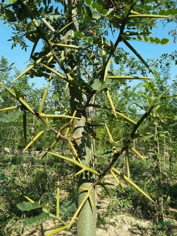 河南地區(qū)大量供應，皂角樹，皂刺