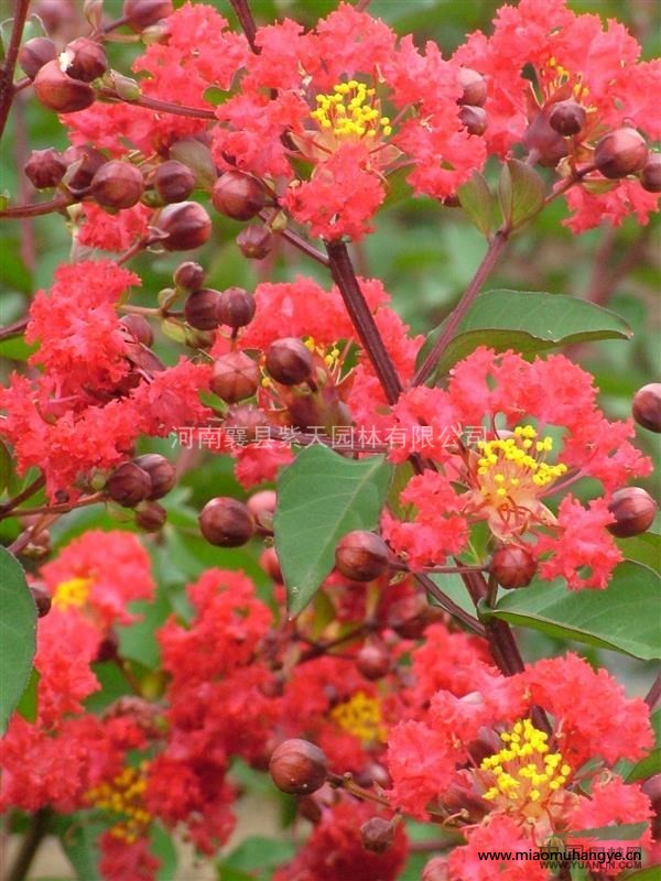 大量優(yōu)質紅火箭紅火球紫薇容器苗