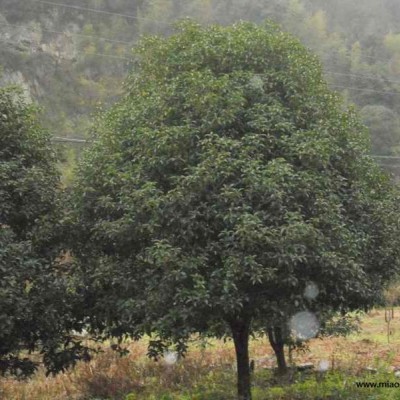 速生紫薇3圖片\速生紫薇3報價