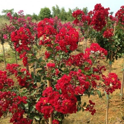 紫薇，紅火球紫薇價格，紅火球紫薇圖片，紅火球紫薇小苗