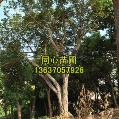 紫薇花（1）批發(fā)/安徽紫薇花（1）批發(fā)/特價(jià)批發(fā)安徽紫薇花（1）