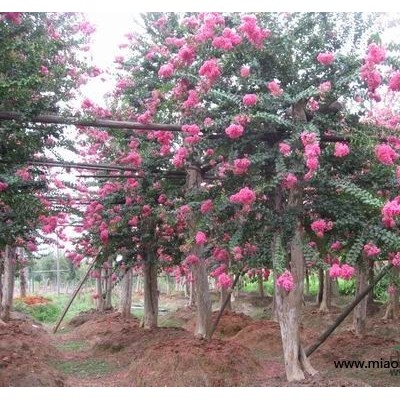 百株精品紅花紫薇大樹，移栽5年，平均規(guī)格20CM,高度5米-