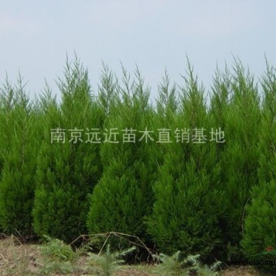 紫薇價(jià)格，紅花紫薇價(jià)格，速生紫薇價(jià)格