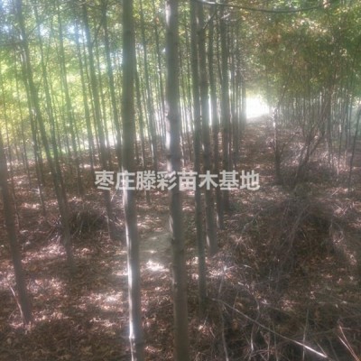 山東棗莊供應(yīng)5-9公分沼生櫟 北美櫟樹