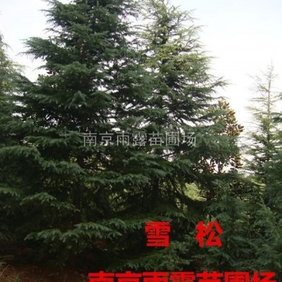 紫薇供應(yīng)，南京紫薇，紫薇價(jià)格