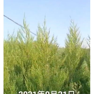 常年供應優(yōu)質茶花