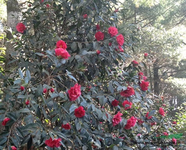 魚鱗甲茶花