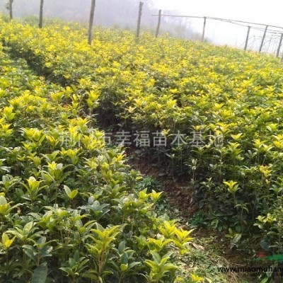 長期大量出售各類茶花苗及其它苗木