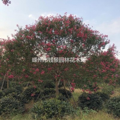 茶花裝車實(shí)拍 大土球茶花供應(yīng) 嵊州茶花基地