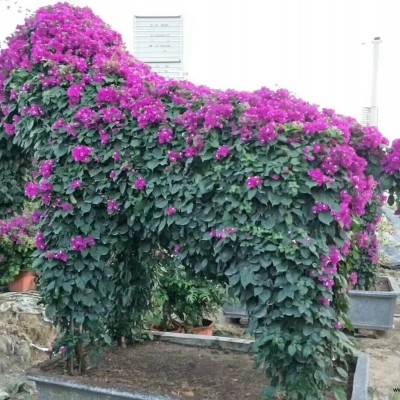 大紅赤丹茶花價格 福建茶花基地銷售