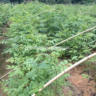 茶花行情報價/茶花圖片展示