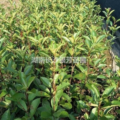 茶花球圖片，茶花球100-120-150公分，2020年價格