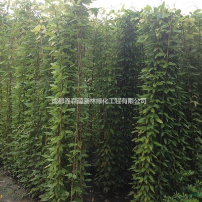 茶花批發(fā)基地 茶花基地 茶花價(jià)格 茶花種植基地 茶花批發(fā)