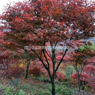 高桿茶花， 四川高桿茶花，茶花球， 茶花基地