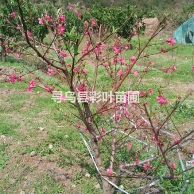 江西贛州供應茶花樹紅花大果油茶觀賞食用綠化鄉(xiāng)土樹種