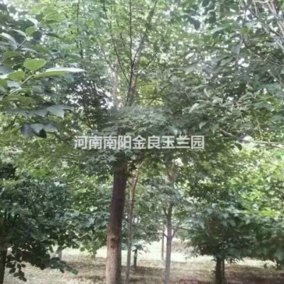 河南南陽(yáng)玉蘭基地、供應(yīng)紅白紫玉蘭、二喬玉蘭