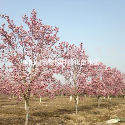 大量批發(fā)北方耐寒植物北海道黃楊學(xué)名冬青衛(wèi)矛也稱大葉黃楊籬笆苗