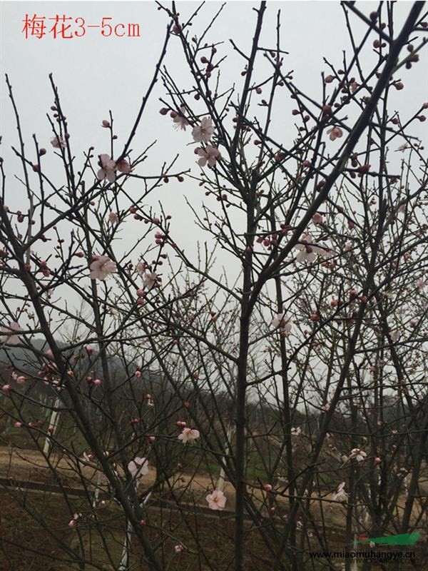 衡陽市----（茶花7-12cm）花都園林苗木基地誠意轉(zhuǎn)讓