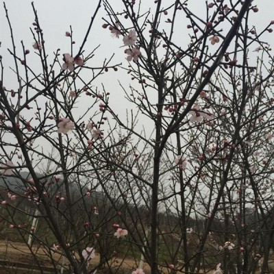 衡陽(yáng)市----（茶花7-12cm）花都園林苗木基地誠(chéng)意轉(zhuǎn)讓