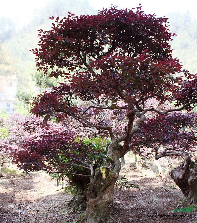 50年樹齡精品 茶花樹