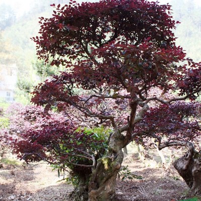 50年樹齡精品 茶花樹