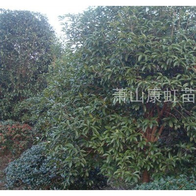 蕭山供應(yīng)——茶花