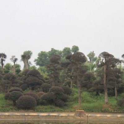 茶花球 移栽茶花球 野生茶花球茶花球價(jià)格茶花球小苗 長(zhǎng)期供應(yīng)