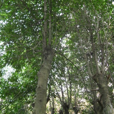 各種規(guī)格川茶花（油茶、茶花等茶樹類）