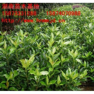 茶花 茶花價(jià)格 *新茶花報(bào)價(jià) 湖南澤云苗木合作社