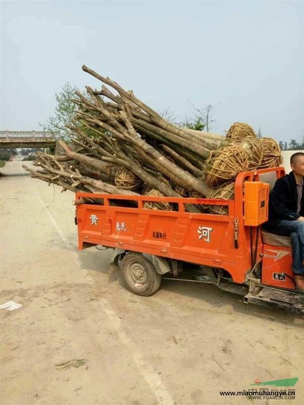 處理茶花3-4-5公分，價格45裝車