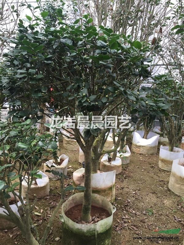 茶花綠化大苗 3到8公分 冠1到1.5米 傳統(tǒng)茶花品種。