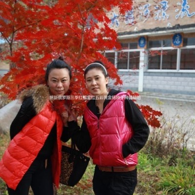 茶梅基地供銷茶梅茶花茶梅茶花種苗茶梅茶花種子茶梅茶花大苗銷