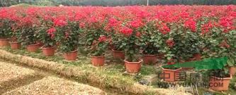 供應(yīng)茶花 四川茶花 宜賓茶花,茶花基地，茶花種植基地