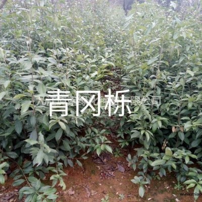 九江地區(qū)供應(yīng)1米到3米逢茶花