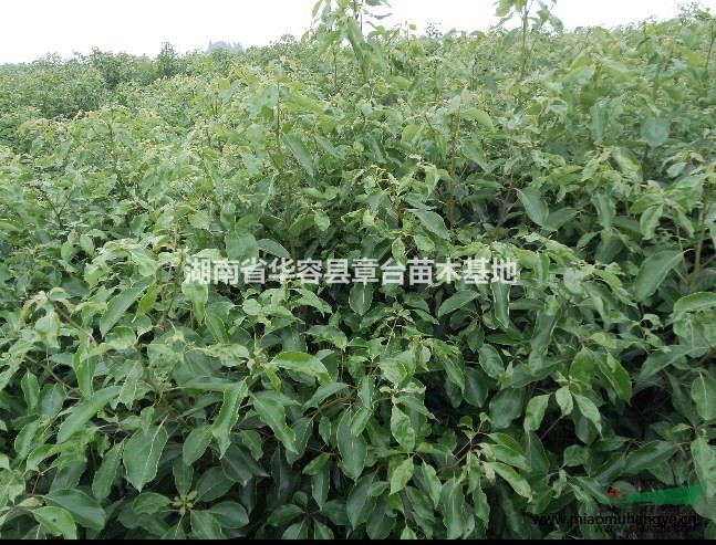 湖南茶花/岳陽(yáng)茶花/華容縣茶花供應(yīng)