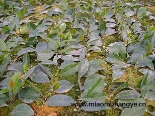 杜鵑，毛杜鵑，茶花小苗．